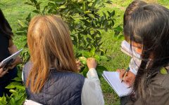 identificación de enfermedades en campo (1)