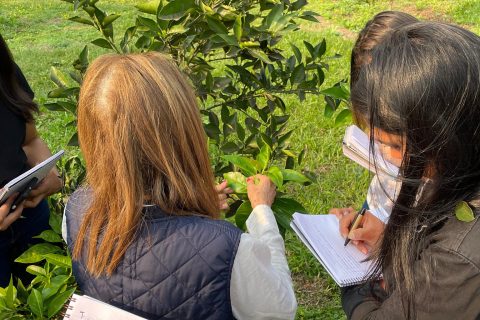 identificación de enfermedades en campo (1)