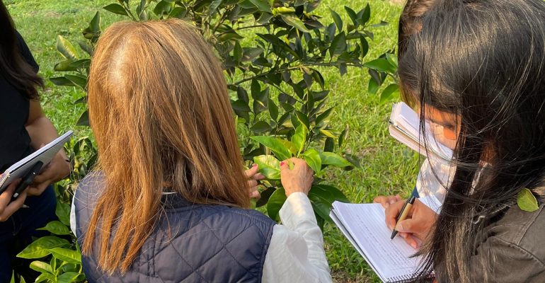 identificación de enfermedades en campo (1)