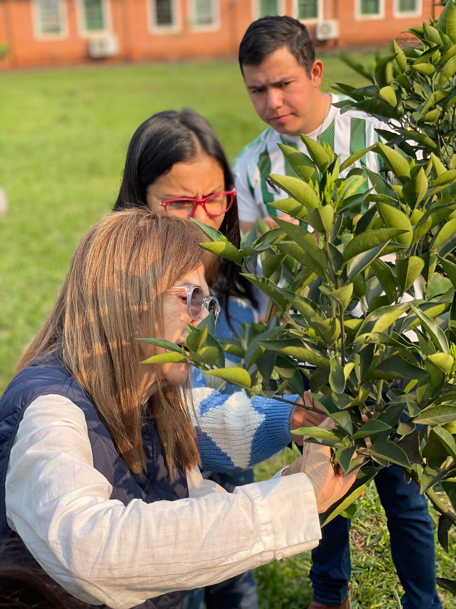 identificación de enfermedades en campo (7)