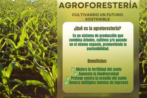 agroforestería