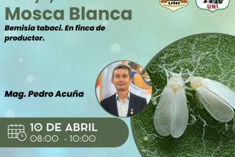 Mosca Blanca Acuña