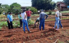 frutilla en natalio