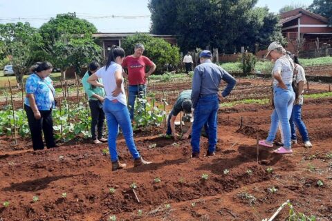 frutilla en natalio
