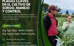 manejo de plagas de sorgo