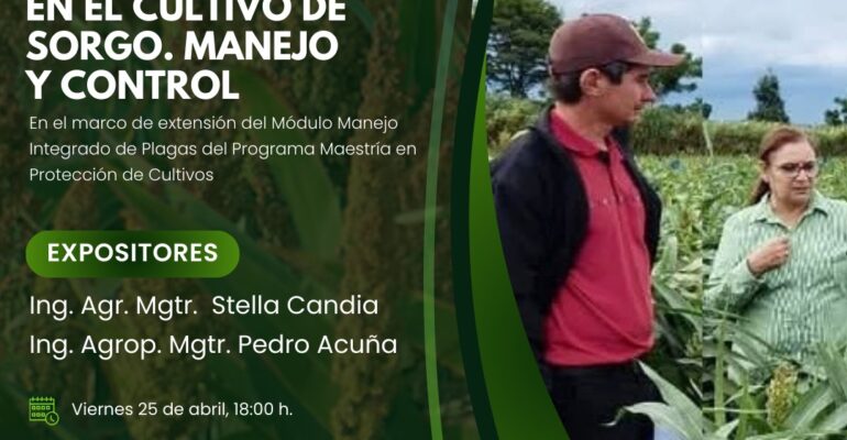 manejo de plagas de sorgo