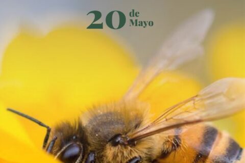 abejas