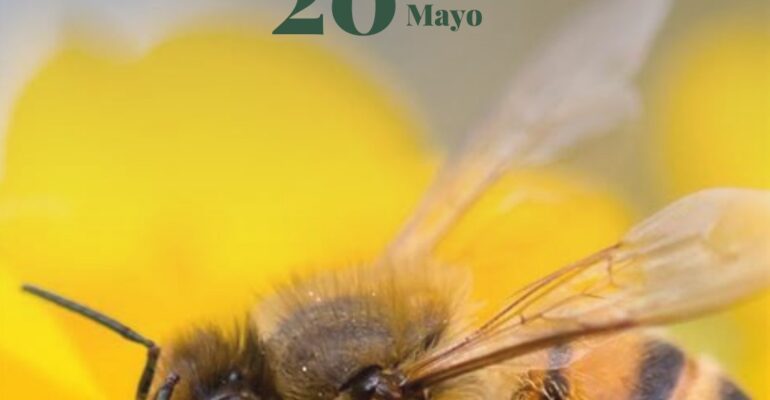 abejas