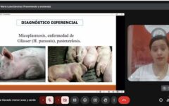 curso porcino - natalio
