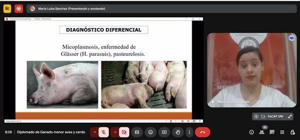 curso porcino - natalio