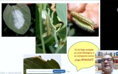 curso soja y maiz
