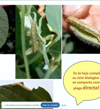 curso soja y maiz