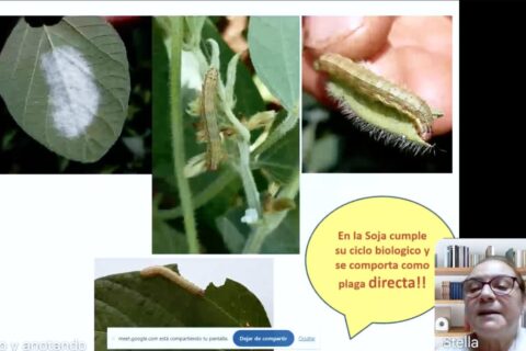 curso soja y maiz