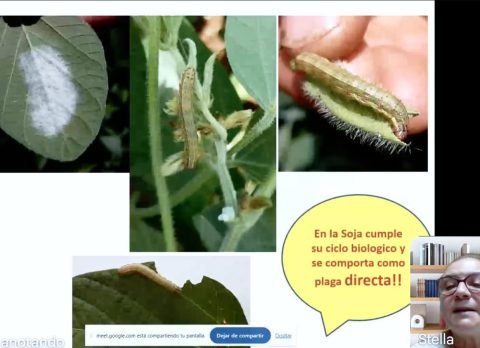 curso soja y maiz