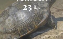 dia de la tortuga