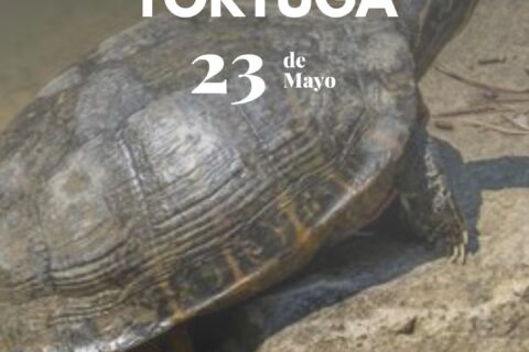 dia de la tortuga