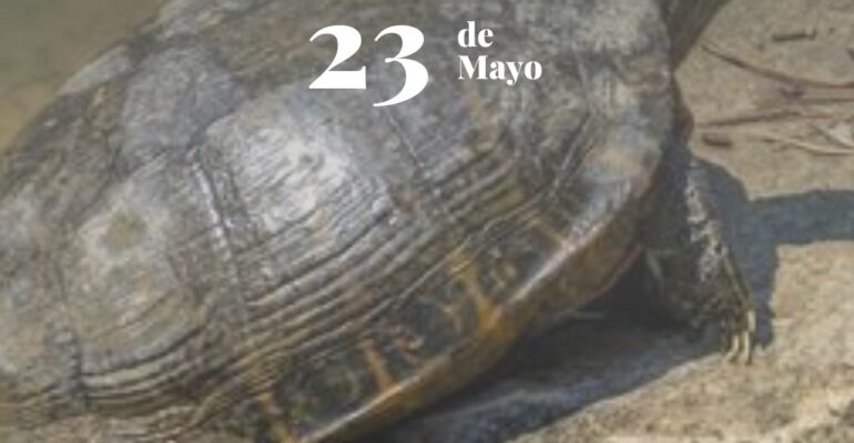 dia de la tortuga