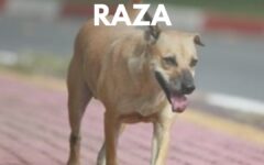 dia del perro sin raza