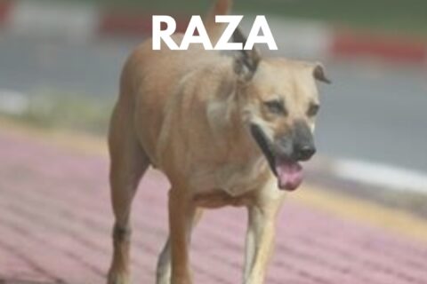 dia del perro sin raza
