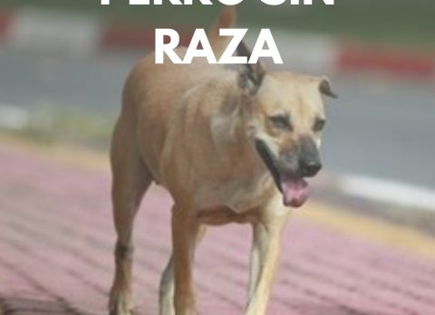 dia del perro sin raza