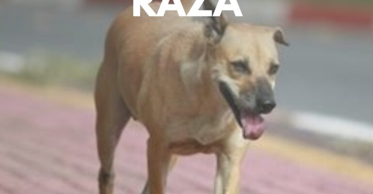 dia del perro sin raza