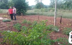entrega de plantines spp1 (1)
