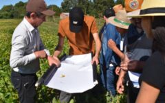 monitoreo de plagas en soja artigas