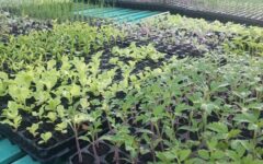 vivero hortícola