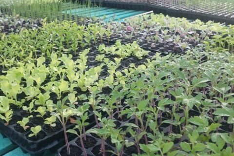 vivero hortícola