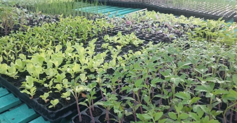 vivero hortícola