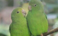 dia del loro