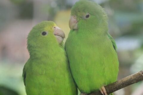 dia del loro