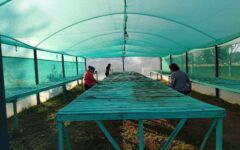 actividades en vivero