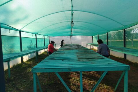 actividades en vivero