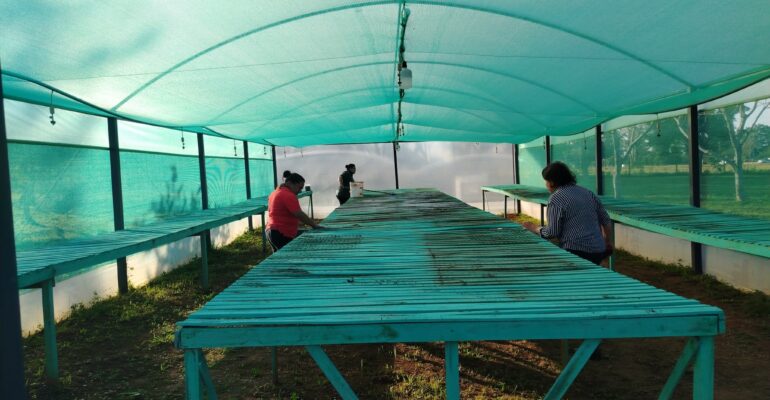 actividades en vivero