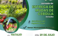 entrega de mudas cebolla