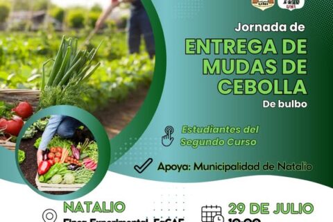 entrega de mudas cebolla