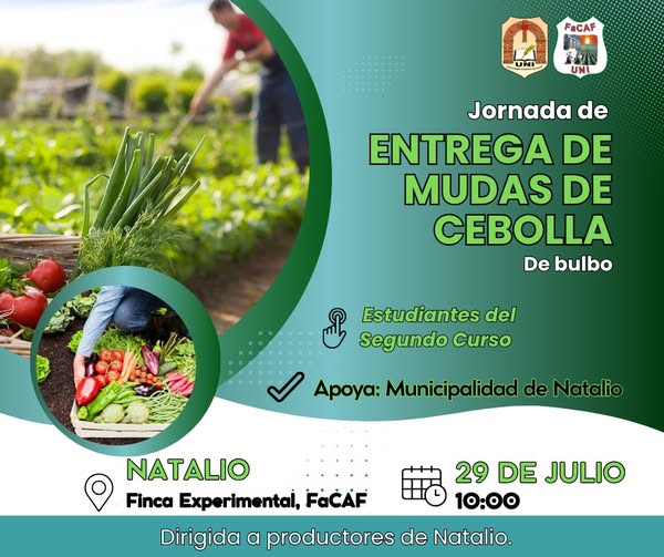 entrega de mudas cebolla