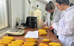 investigación maiz