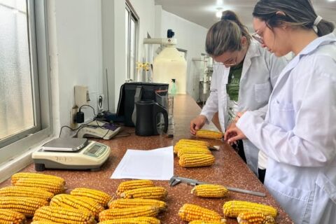 investigación maiz