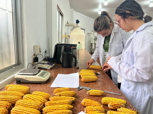 investigación maiz