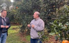 mandarina