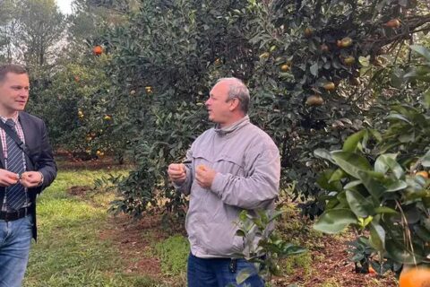 mandarina