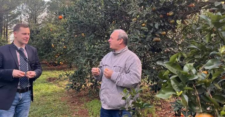 mandarina