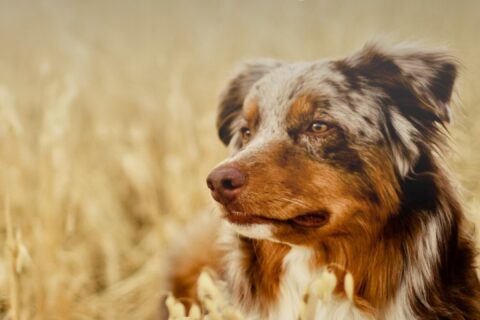 Perro