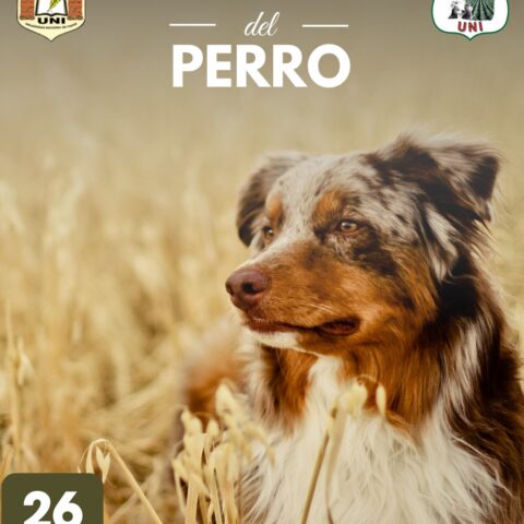 Perro