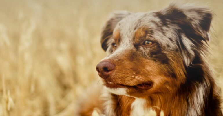 Perro