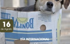 animal sin hogar