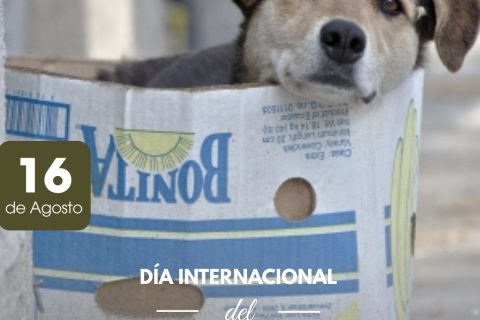 animal sin hogar