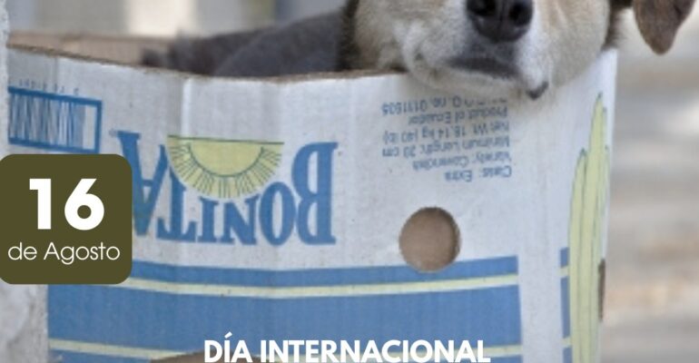 animal sin hogar